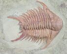 Brightly Colored Foulonia Trilobite - #9873-2